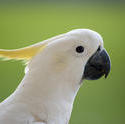 4252   sulphur crested cockatoo